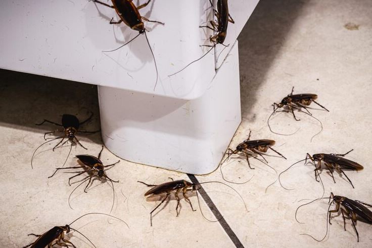 Plagas de cucarachas en empresas