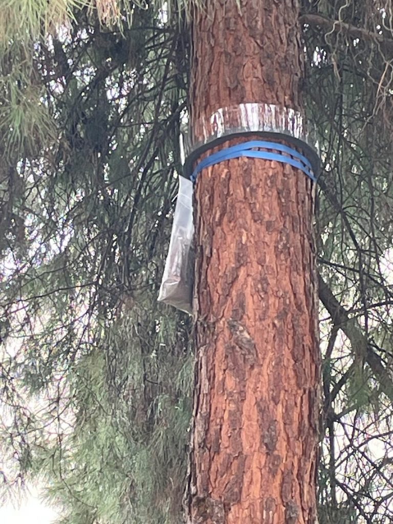 Control de Procesionaria