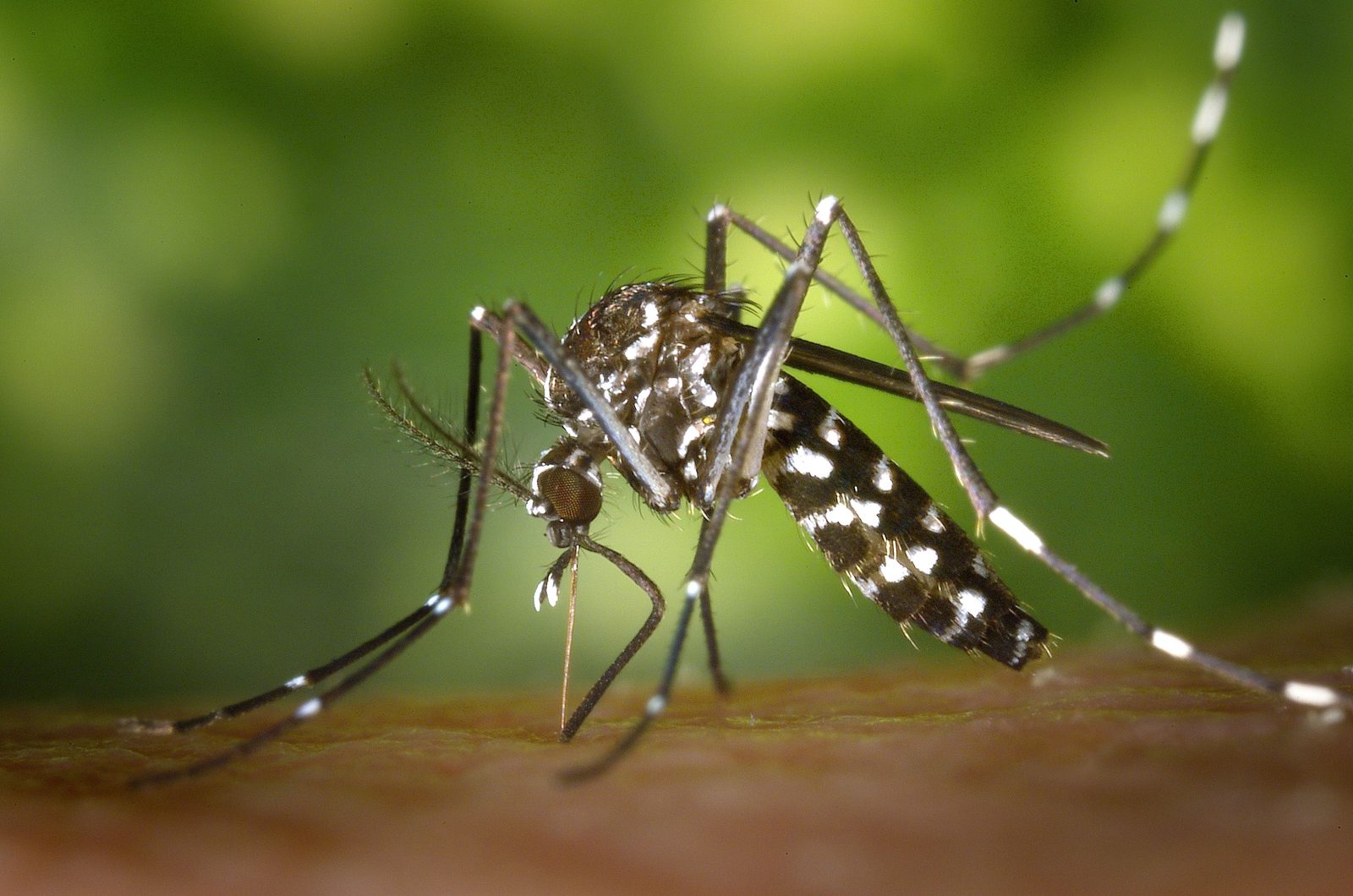 Mosquito tigre (Aedes albopictus) picando sobre la piel, con sus características bandas blancas