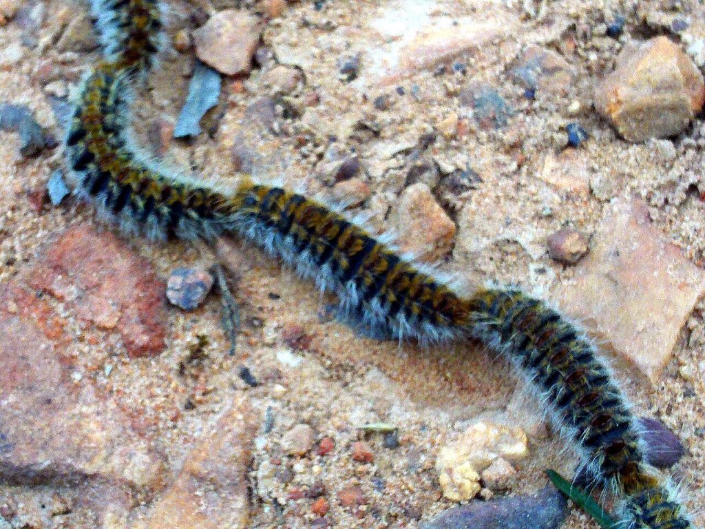 Orugas de procesionaria del pino (Thaumetopoea pityocampa) desplazándose en fila por el suelo