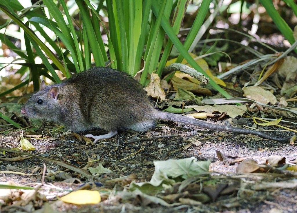 Rata gris (Rattus norvegicus) entre la vegetación de un jardín