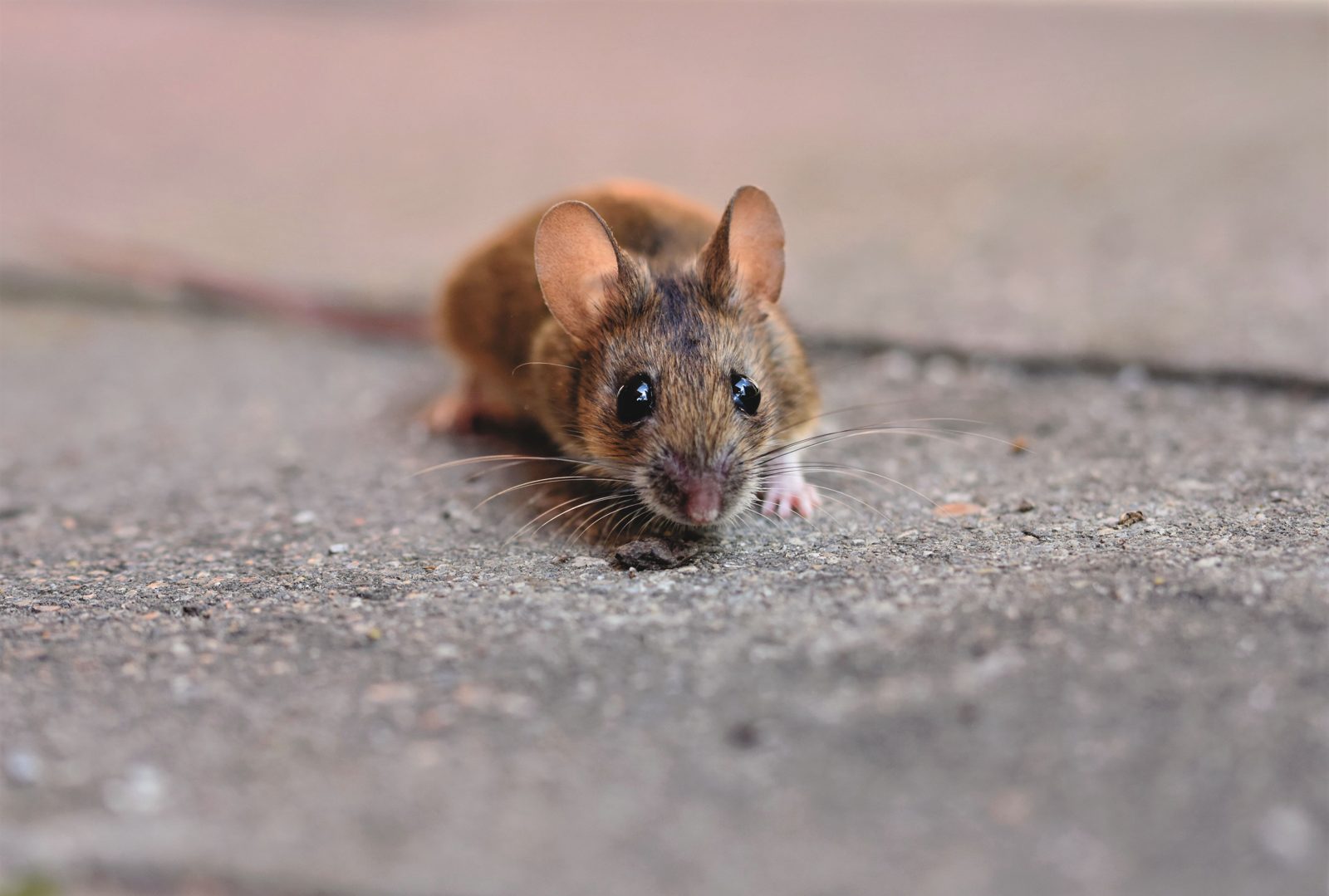 Ratón doméstico en el suelo junto a una grieta, posible punto de entrada en una vivienda